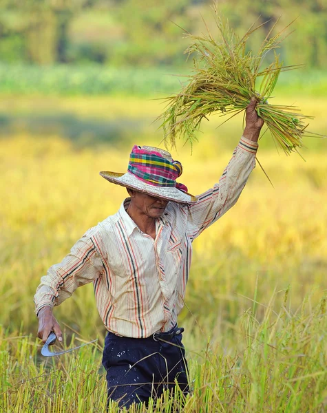 Farmer in field, it's harvest time — Stock Photo, Image