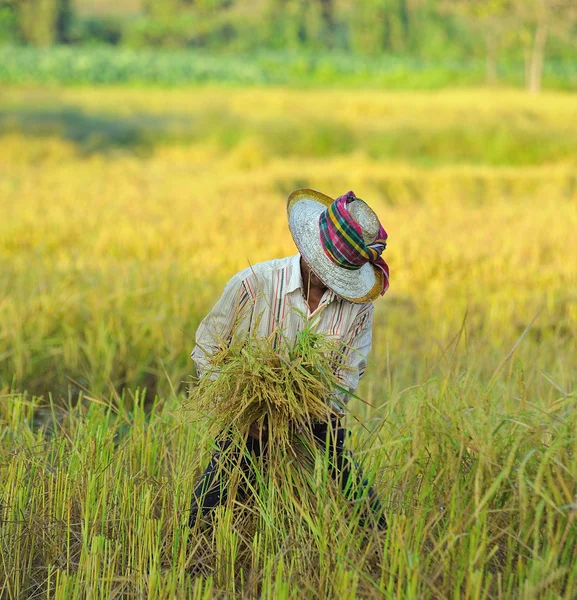 Granjero en el campo, es hora de la cosecha — Foto de Stock