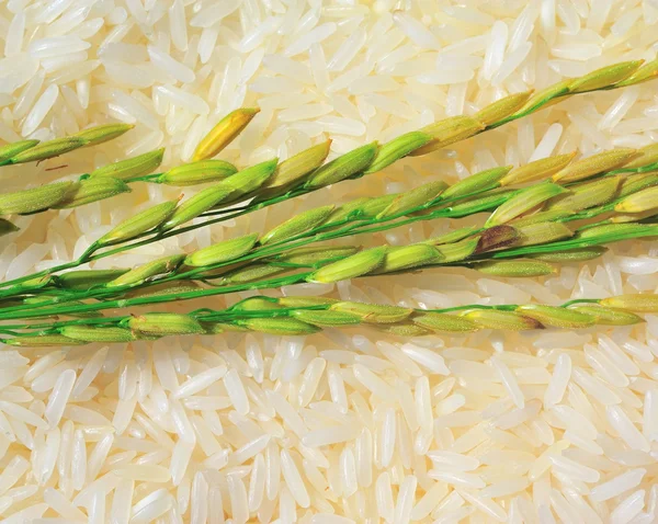 Gelsomino riso maturo dalla Thailandia — Foto Stock