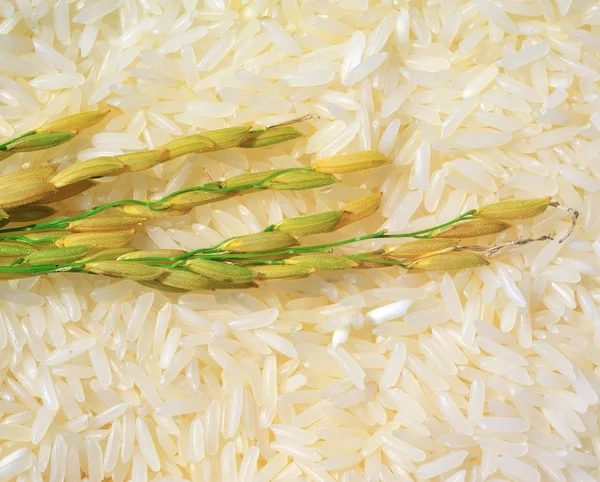 Gelsomino riso maturo dalla Thailandia — Foto Stock