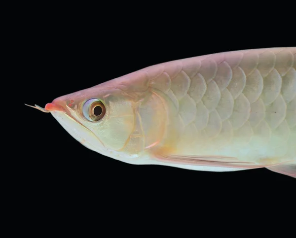 Asiatico Arowana pesce su sfondo nero . — Foto Stock