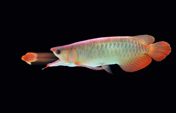 Dicke Fische fressen kleine Fische — Stockfoto