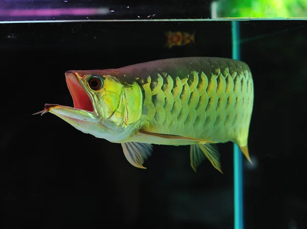 Asiatico Arowana pesce — Foto Stock