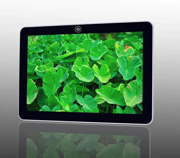 Tablet PC — Stockfoto