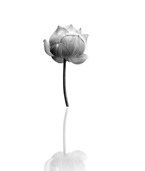 Flor de loto en blanco y negro aislado sobre fondo blanco . —  Fotos de Stock