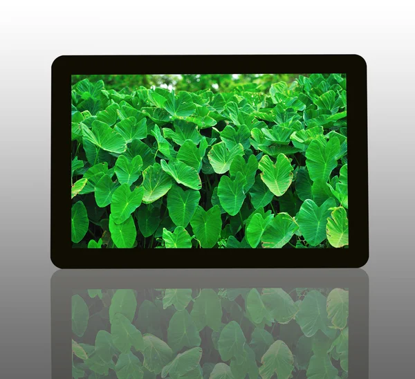 Tabletta számítógép — Stock Fotó