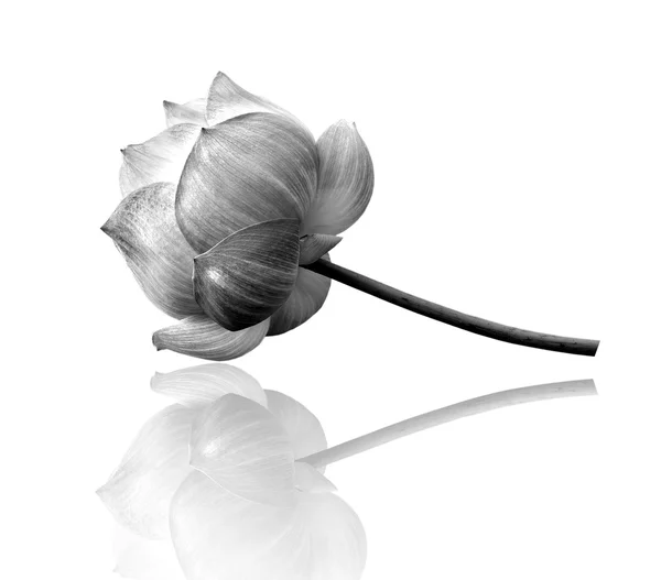 Lotusbloem in zwart-wit — Stockfoto
