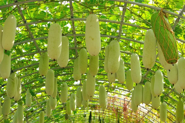 Legumes frescos no jardim — Fotografia de Stock