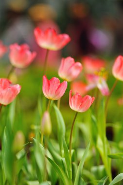 renkli bahçe içinde güzel bahar Lale çiçek