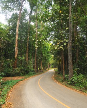 sonbahar parkın içinden yol