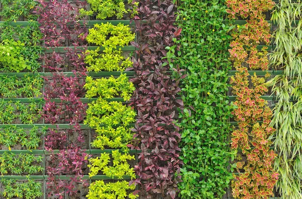 Arbusto siamês, planta para decoração — Fotografia de Stock