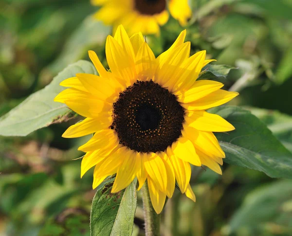 Sunflower — Stock Photo, Image