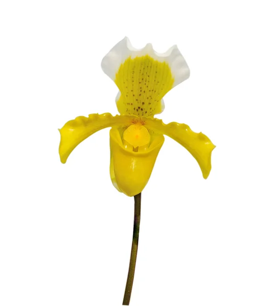 Orchid on white background — Stock Photo, Image