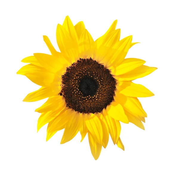 The beautiful sunflower isolated on a white background — Stock Photo, Image