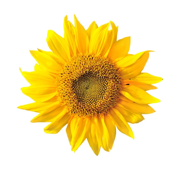 The beautiful sunflower isolated on a white background — Stock Photo, Image