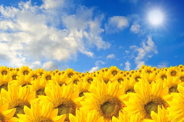 Field of sunflowers and blue sky — Stock Photo, Image