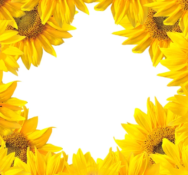 Sunflower nature summer background — Stock Photo, Image