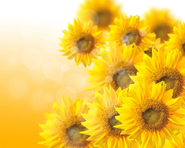 Sunflower nature summer background — Stock Photo, Image