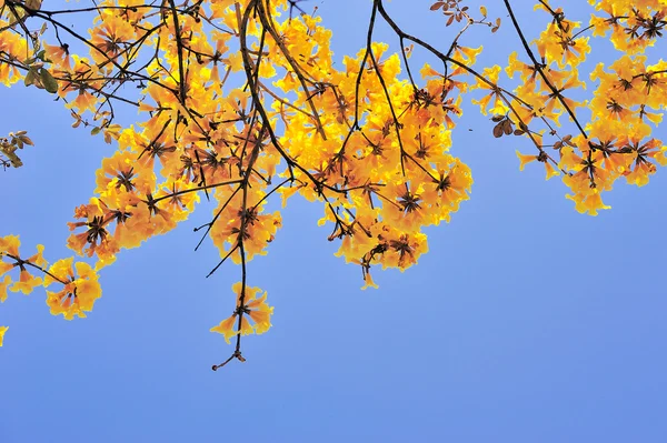 Flores amarillas florecen en primavera — Foto de Stock