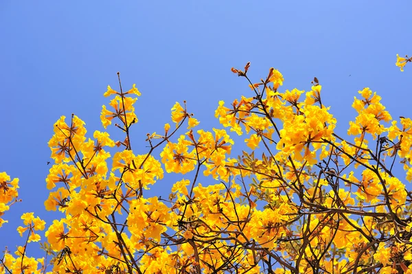 Fleurs jaunes fleurissent au printemps — Photo