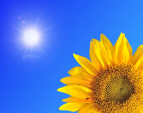 Sunflowers and blue sky — Stock Photo, Image