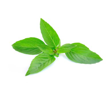 fesleğen yaprakları