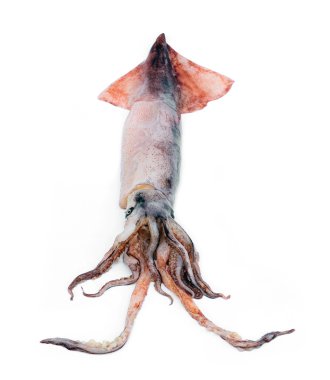 Beyaz arka plan üzerinde izole güzel taze kalamar