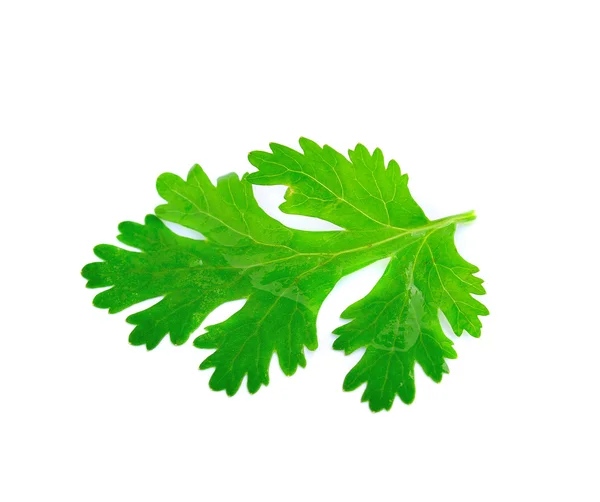 Färska korianderblad över vit bakgrund — Stockfoto