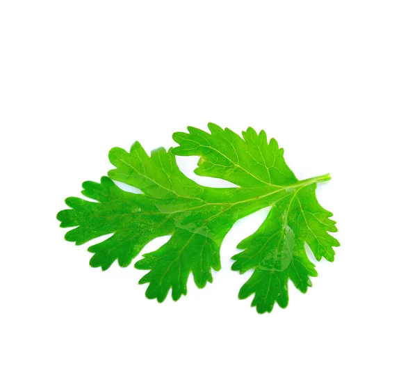 Färska korianderblad över vit bakgrund — Stockfoto