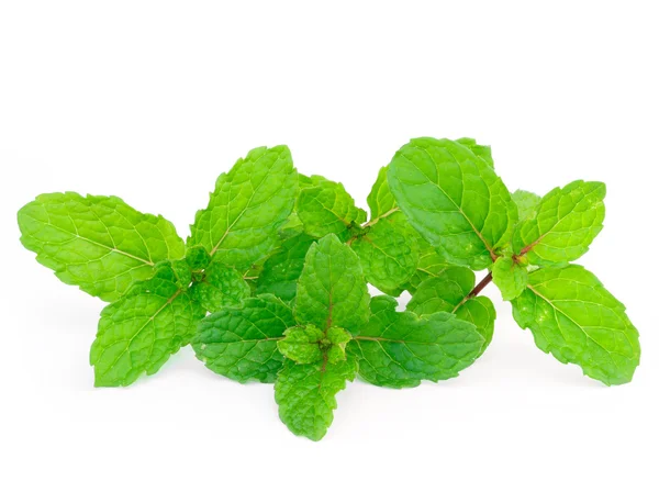 Mint leaf close up on a white background — Stock Photo, Image
