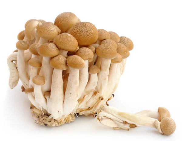 Свежие грибы группы на белом фоне — стоковое фото