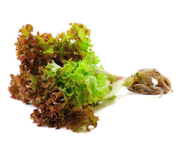 Fresh green lettuce leaves