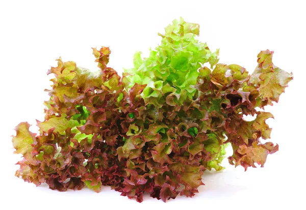 Čerstvé listy zeleného salátu — Stock fotografie