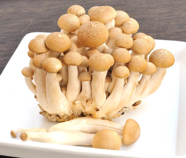 Fresh mushroom group — Stock Photo, Image
