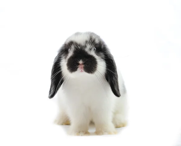 Lop kanin framför en vit bak — Stockfoto