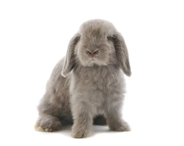 Lop Coelho na frente de um backgroun branco — Fotografia de Stock