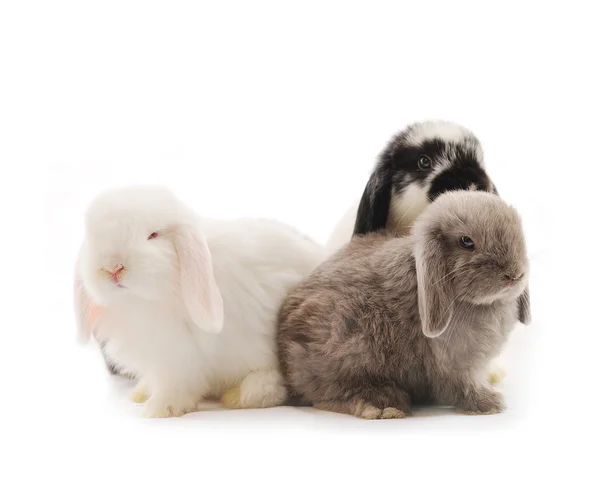 Lop conejo frente a un fondo blanco — Stok fotoğraf