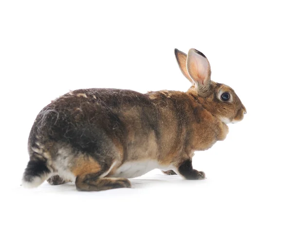 Conejo adorable aislado sobre un fondo blanco —  Fotos de Stock