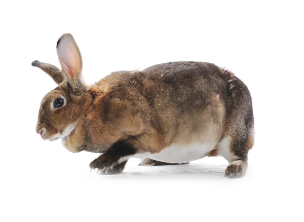 Entzückendes Kaninchen isoliert auf weißem Hintergrund — Stockfoto