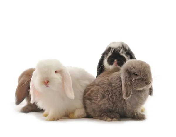 Close-up on a Lop Rabbit in front of a white backgroun — Stock Photo, Image