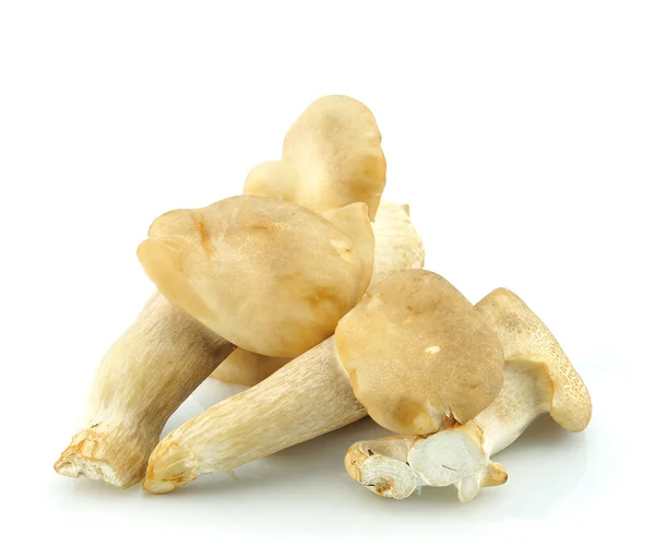 Fresh mushroom on white background — Stock Photo, Image