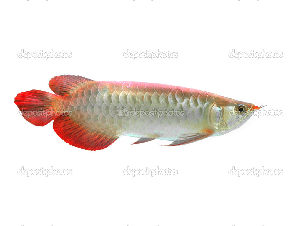 Asian Arowana fish