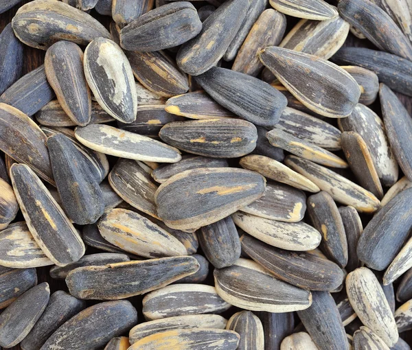 Sunflower seeds — Stock Photo, Image