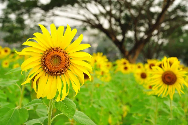 Sunflower — Stock Photo, Image