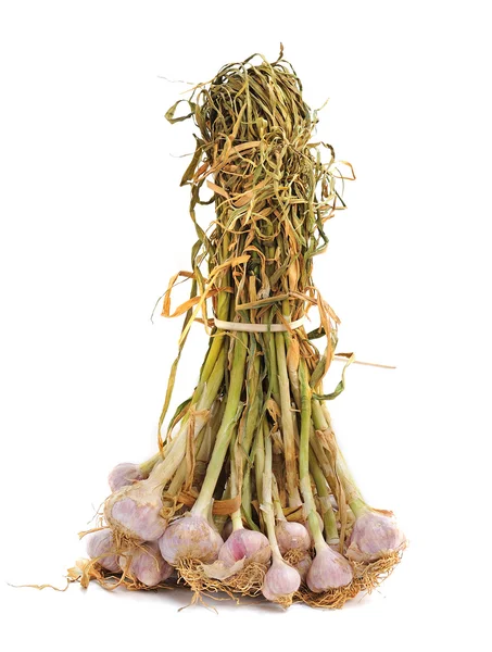 Garlic bulb isolated on white background — Stock Photo, Image