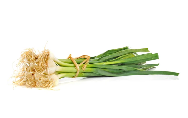 Young green garlic leaves isolated — Stock Photo, Image