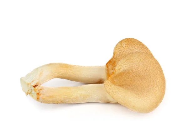 Fresh mushroom on white background — Stock Photo, Image
