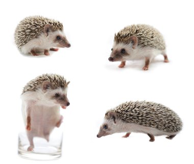 Hedgehog in front of a white background clipart