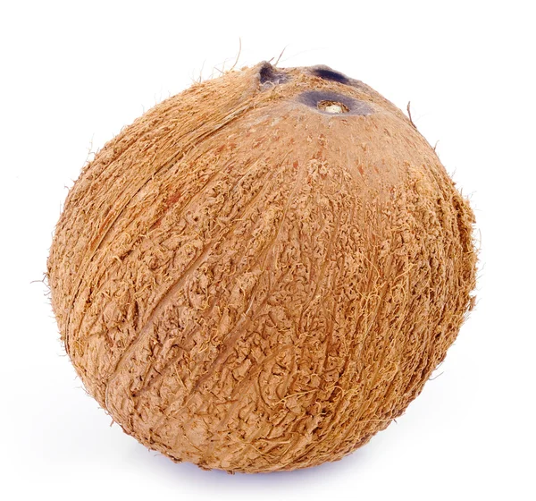 Cocco isolato su bianco — Foto Stock