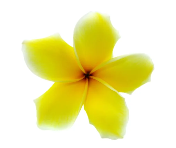 Tropical flowers frangipani (plumeria) isolated on white backgro — Stock Photo, Image